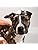PET Leave In Conditioner
